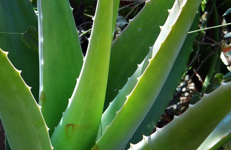 Questions sur l'Aloe Vera avec Alexandra Mezzi