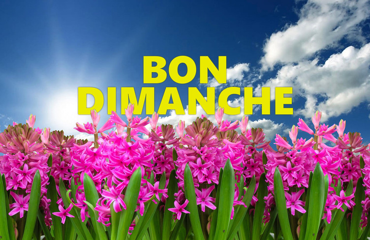 Bon Dimanche sous le soleil avec vos dédicaces!