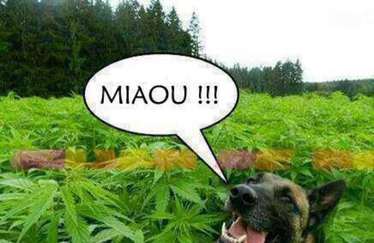 Un petit joint pour votre chien à 10h20?!