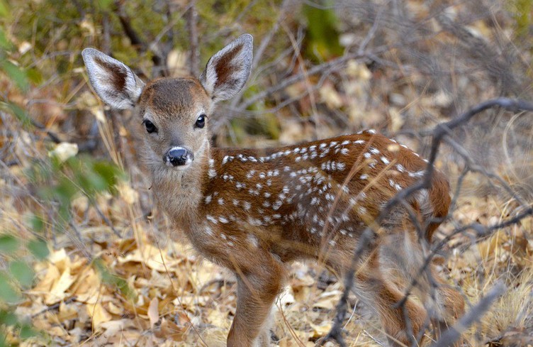 7h50: sauvons Bambi !