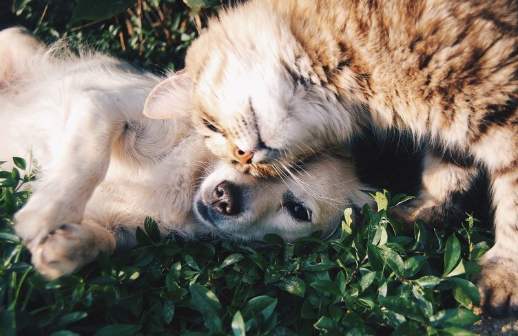 DEFI PHOTO: un animal au 079 812 20 20