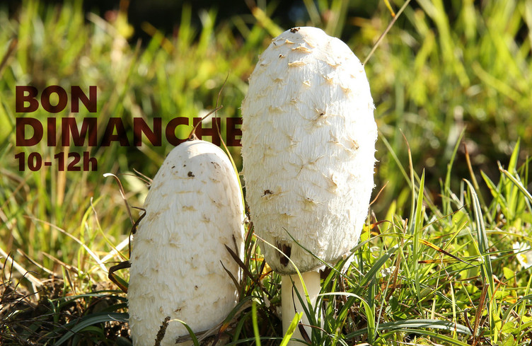 Bon dimanche les coprins!