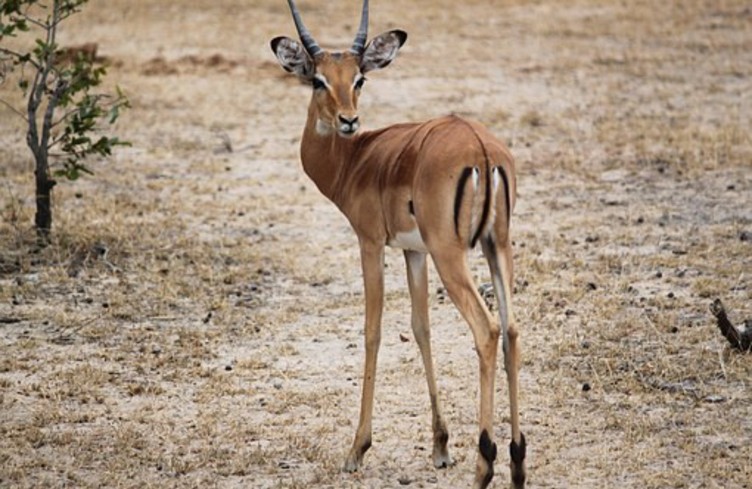16h40 De la daube de gazelle