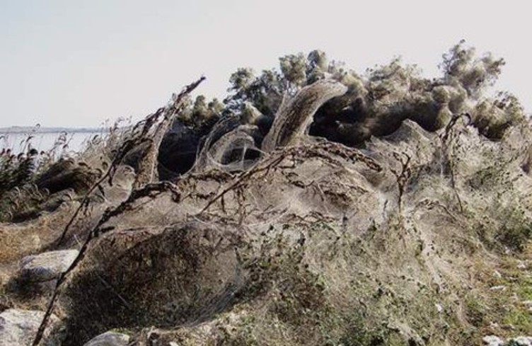 Arachnophobes s'abstenir !