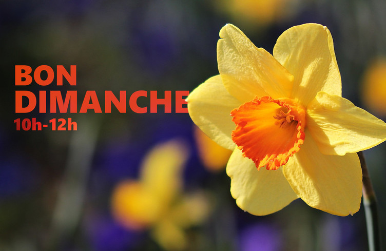 Les jonquilles sont de sorties, nous aussi!