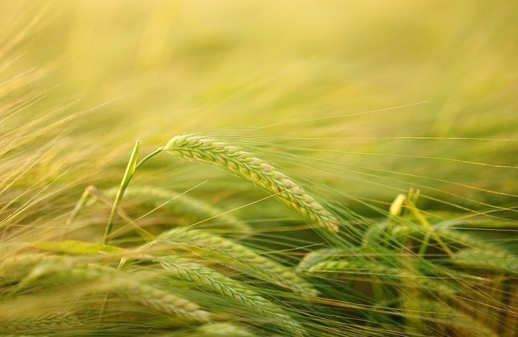 6h20: l'agriculture biologique à l'honneur