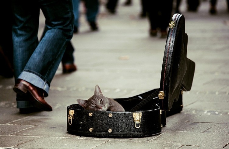 Une chanson sur les animaux au 079 689 20 20 !