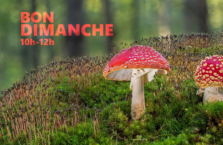 Bon dimanche, c'est jusqu'à midi avec vos dédicaces