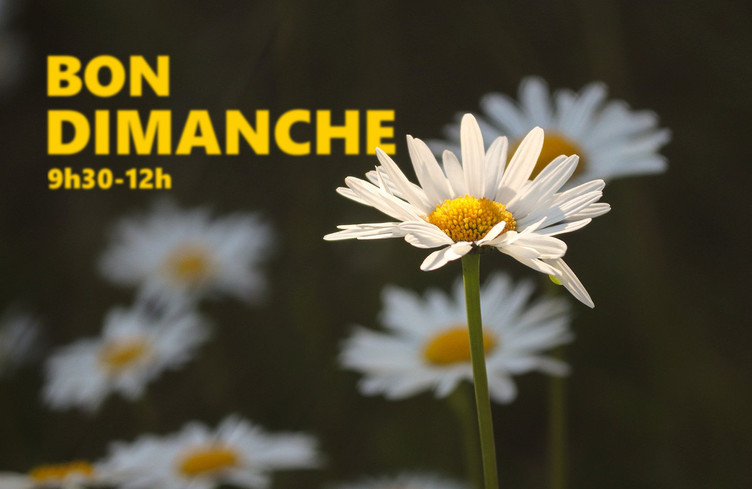 Des dédicaces belle comme une fleur jusqu'à midi