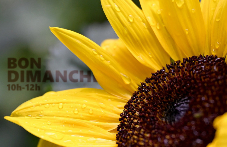 Vos dédicaces sous le soleil de l'été jusqu'à midi