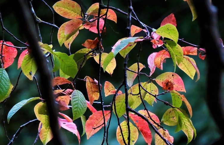 Les jardinières en automne