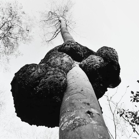 Arbres singuliers photographiés par Jacques Bélat