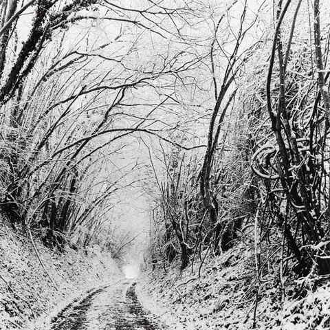 Arbres singuliers photographiés par Jacques Bélat
