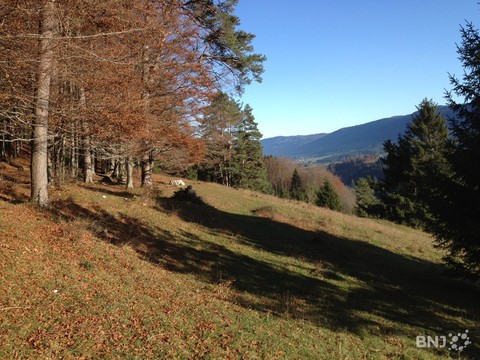 Zone boisée du pâturage