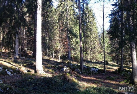 Forêt dans le pâturage boisé