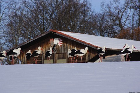 Cigognes à Pleigne