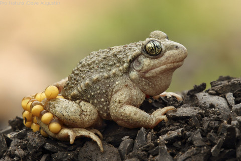 Animal de l’année 2013 : chez les crapauds accoucheurs, c’est le mâle qui s’occupe des cordons d’œufs. Photo : Pro Natura /Dave Augustin