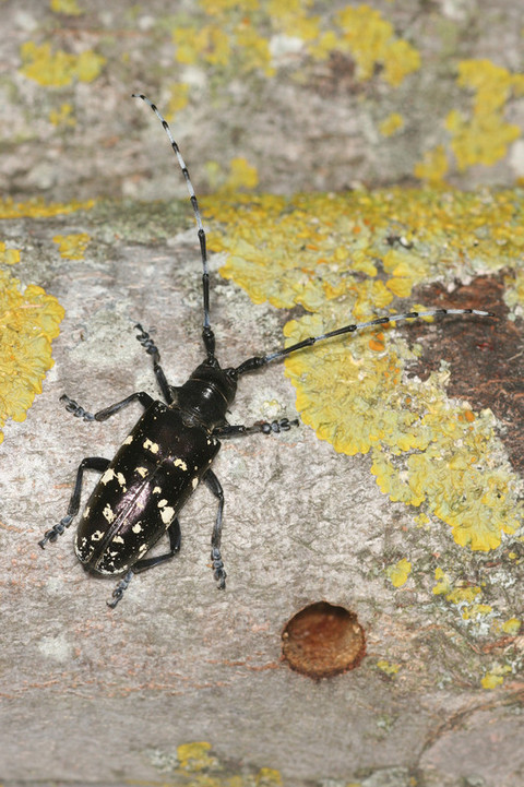 Capricorne asiatique