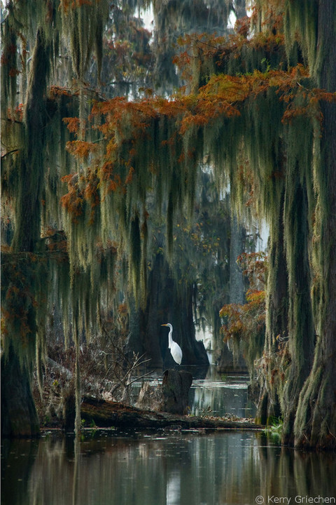 Aigrette blanche et cyprès dans un marais du sud de la Louisiane. Photo: Kerry Griechen, USA, vainqueur du concours Marais du monde.