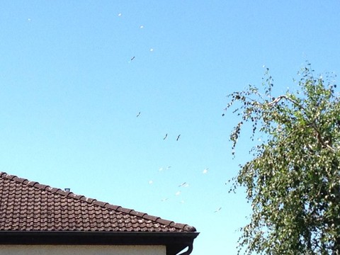 Des cigognes au-dessus de Cornol (photo : Fanny Comment)