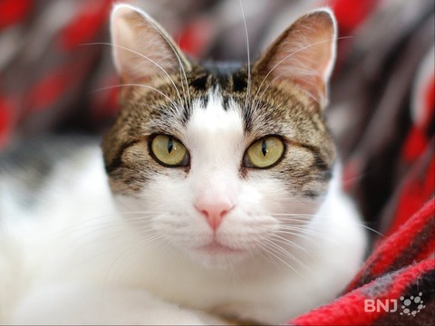 La vie des chats est très méconnue par les scientifiques dès qu'elle se déroule loin du regard des humains.