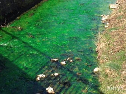 La Scheulte et sa couleur particulière mardi matin à Courchapoix