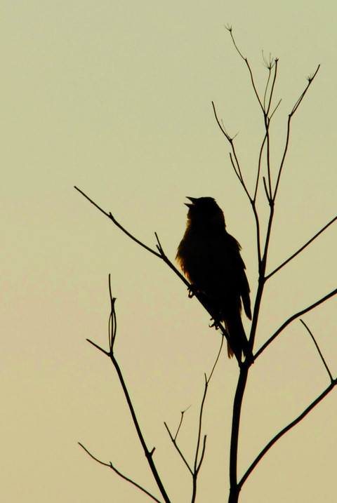 Le réveil des oiseaux, NE PAS REUTILISER