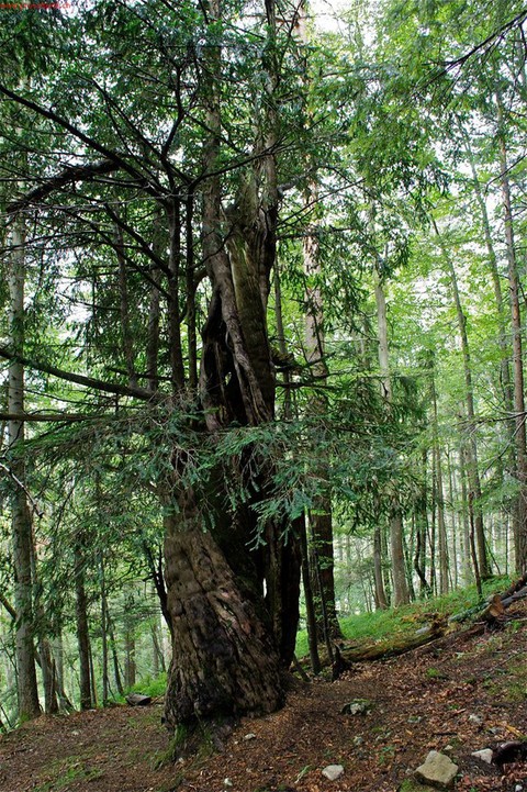 L'if de la forêt de Maljon a traversé les siècles.