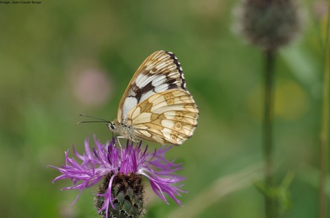 Les papillons ont besoin de beaucoup de fleurs sauvages pour se nourrir (ici un Demi-Deuil).