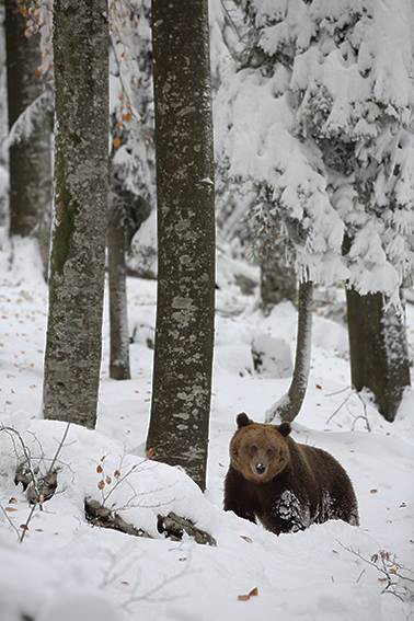 Ours dans la neige © Jacques Ioset