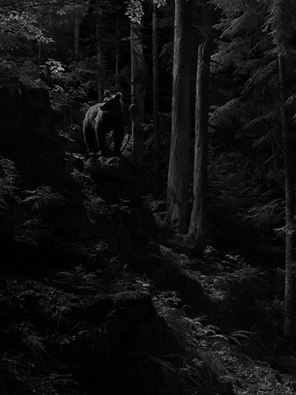 Ours noir/blanc © Jacques Ioset