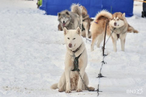Course de chiens de traîneaux