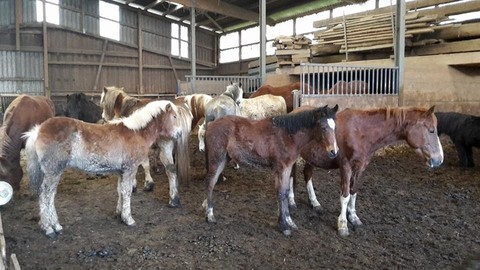 chevaux 