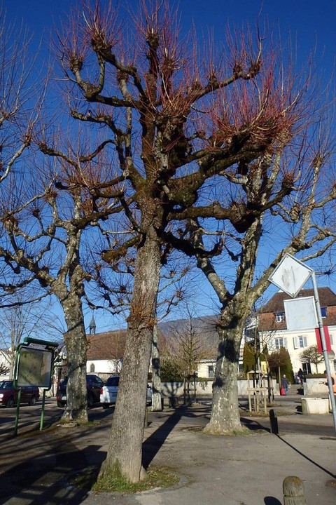 Arbres place de l'Etang