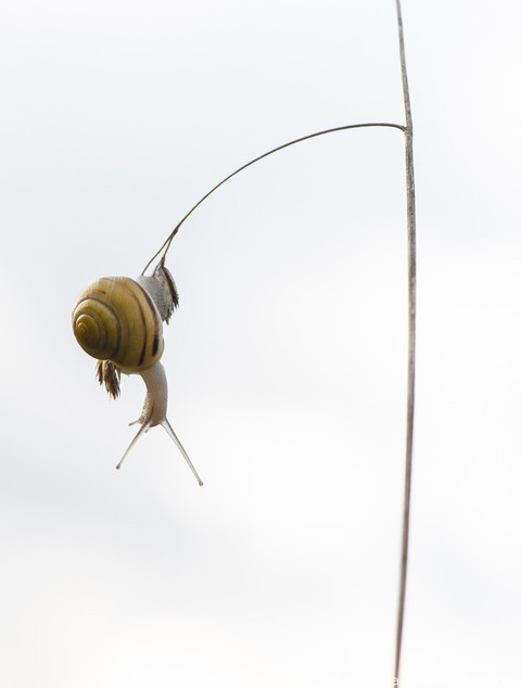 1er prix de la catégorie «Macro»: Alexandre Farine de Moutier BE. Cette photo a été prise près de Sonvilier dans le Jura bernois. (© Pro Natura / Alexandre Farine)