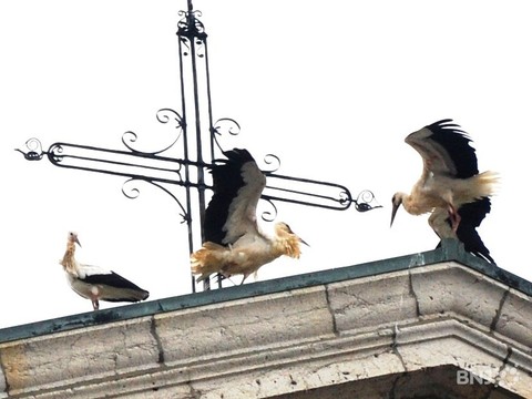 cigognes