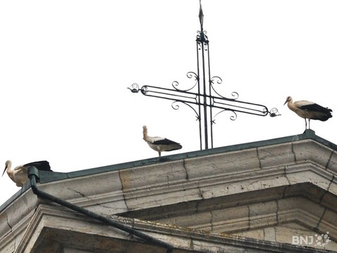 cigognes