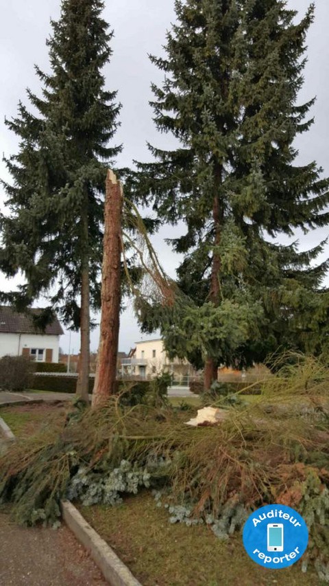 Arbre tombé à Delémont près de l’école des Traversins