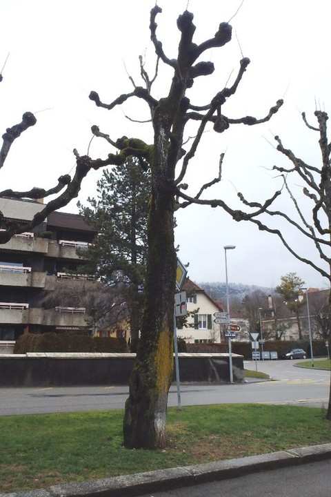 arbre