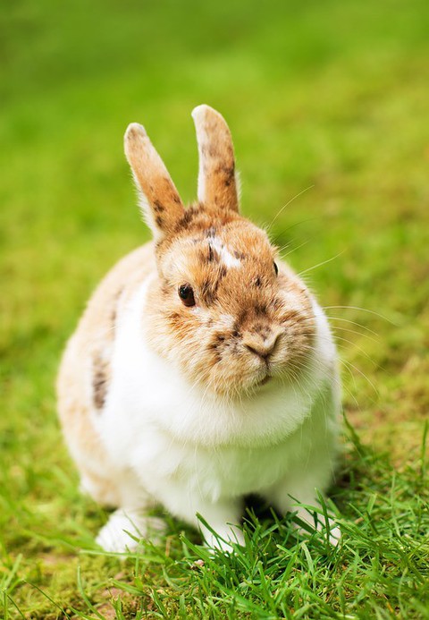 Le lapin, ou le lièvre, est le symbole de Pâques.