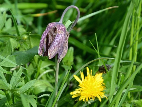 Fritillaire