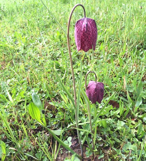 Fritillaire