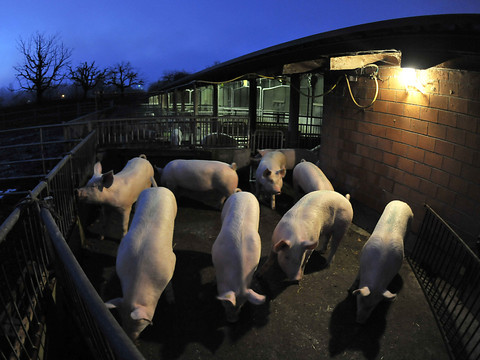 Un rapport prône des caméras dans les abattoirs