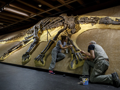 Le Muséum de Genève consacre une grande exposition aux dinosaures