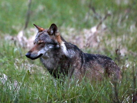 Loup en Suisse orientale: nouveaux cas en Appenzell, cette fois-ci