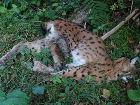 Le lynx trouvé mort à Schwellbrunn (AR) a été tué par balle
