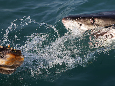 Prédateur devenu proie, le requin en danger