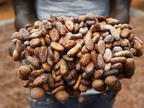 La Côte d'Ivoire lance un label pour son cacao
