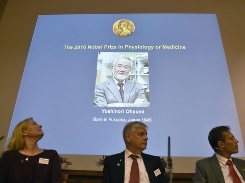 Le Nobel de médecine récompense des recherches sur l'autophagie