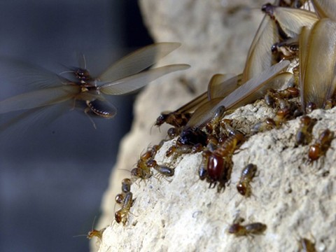 Les insectes envahissants affectent durement l'économie mondiale